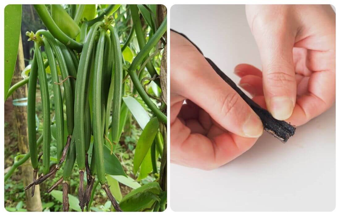 緑色と黒褐色のバニラービーンズの写真